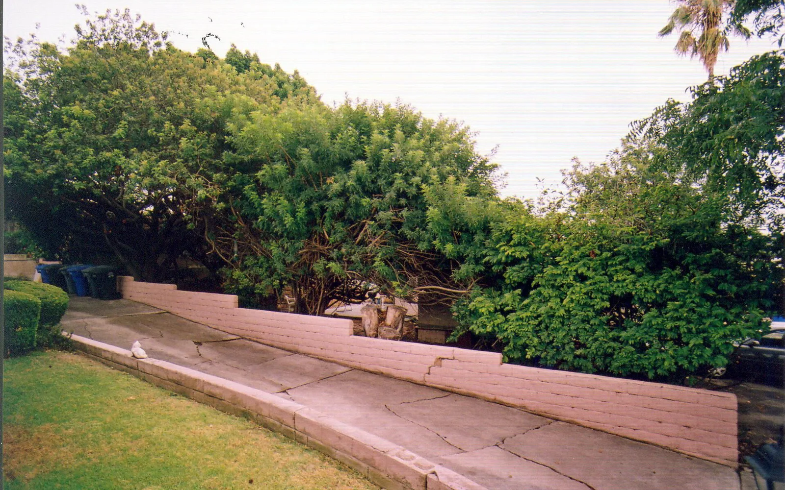 A residential garden in Lemon Grove, California