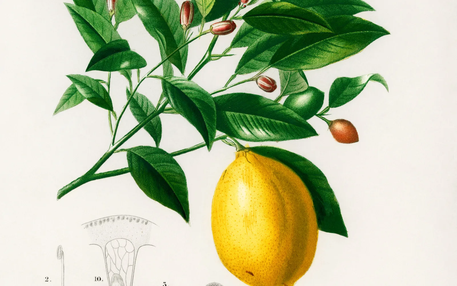 Close-up photograph of fresh lemon fruits on a lemon tree, showing the bright yellow citrus that inspired Lemon Grove's name and Mediterranean climate identity